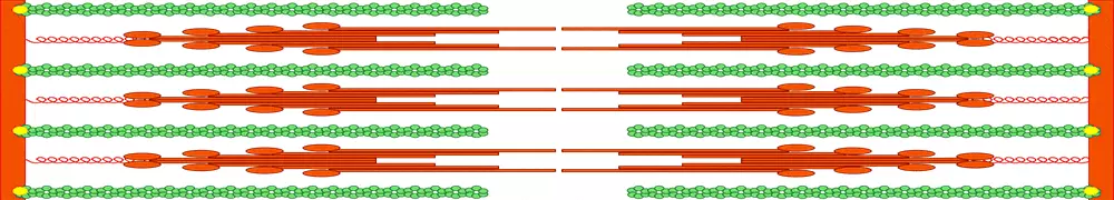 Funktionsprinzip des Sarkomers und Entspannung der Muskelfasern